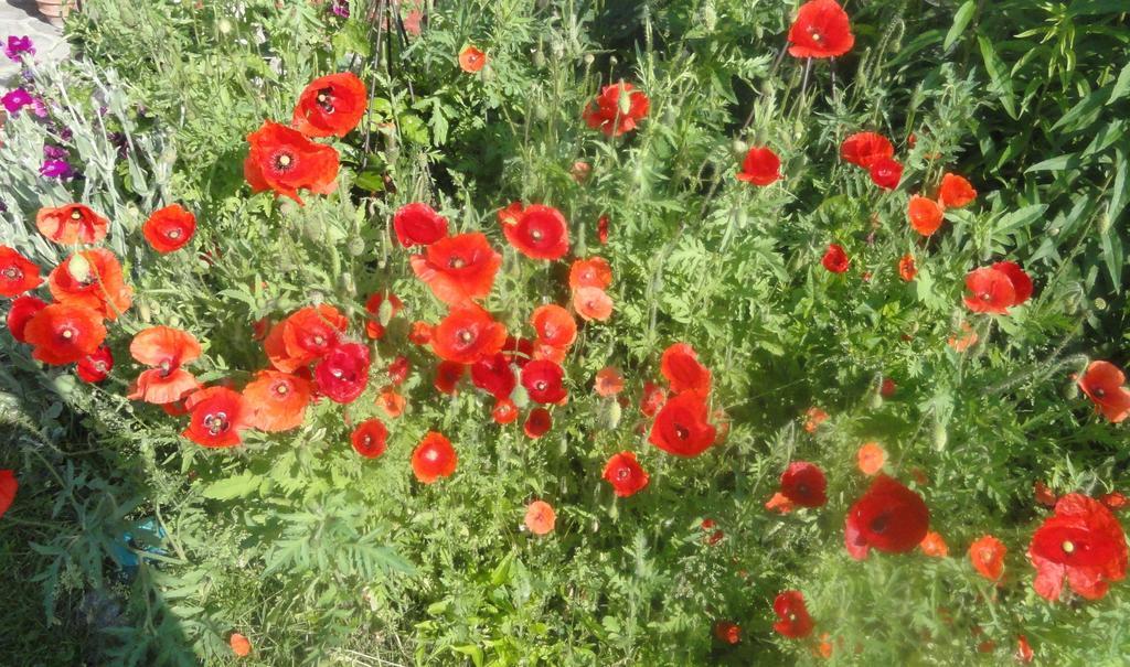 Ruhige Wohnung Mit Schoenem Eigengarten In Seeboden Am Millstaettersee Екстер'єр фото